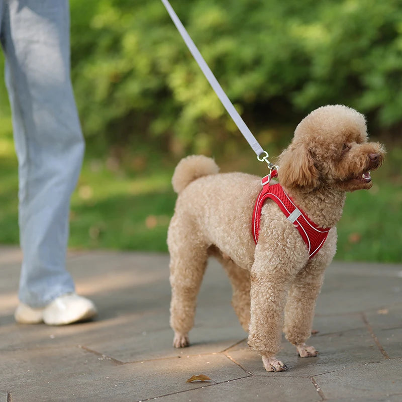 coleira ajustável para cães pequenos