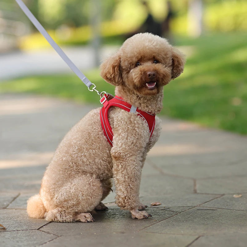 coleira ajustável para cães pequenos