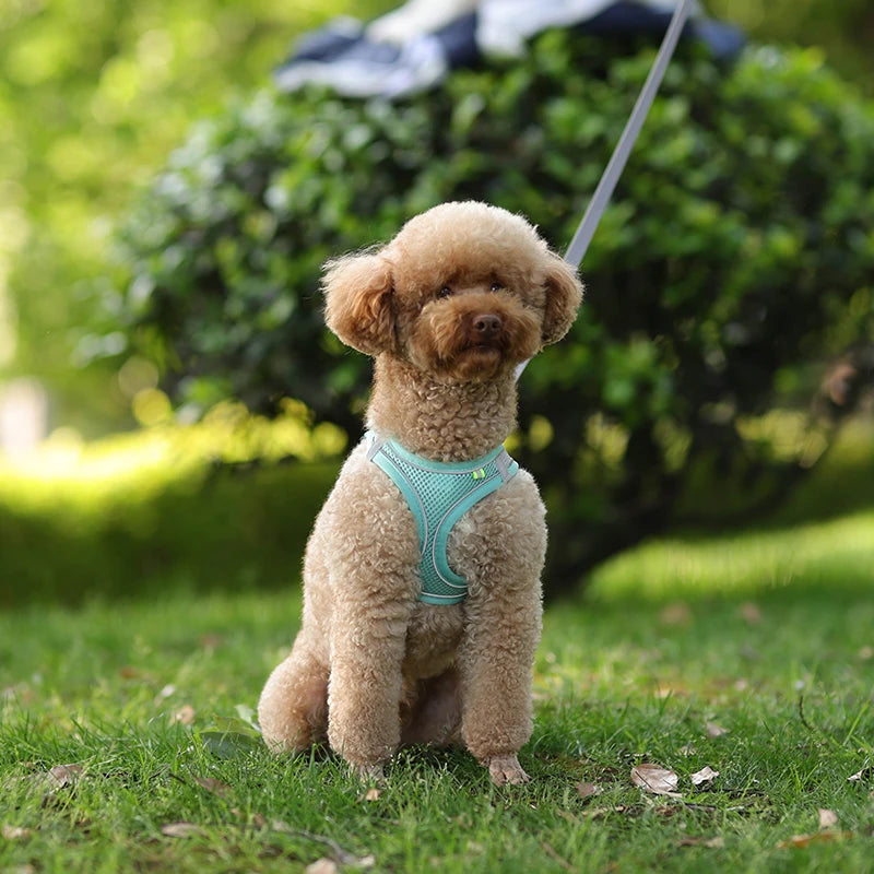 coleira ajustável para cães pequenos