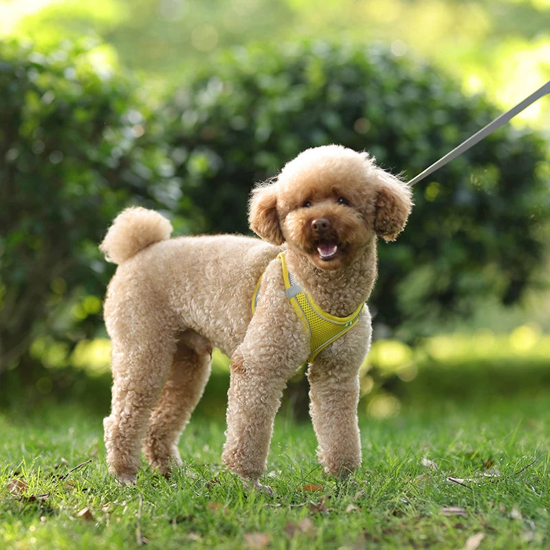 coleira ajustável para cães pequenos