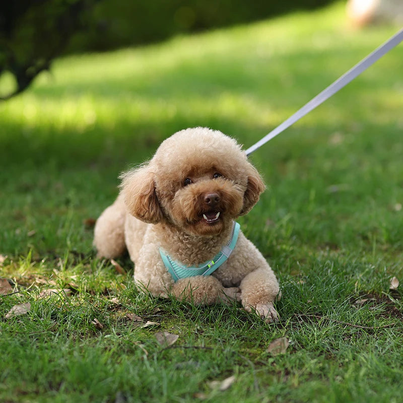 coleira ajustável para cães pequenos