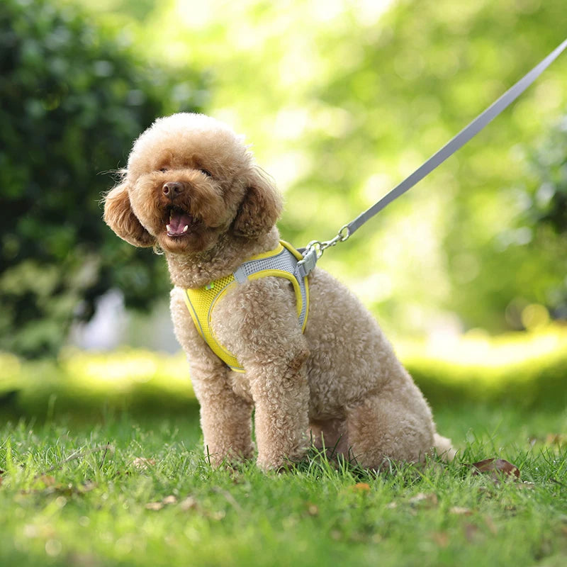 coleira ajustável para cães pequenos